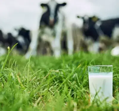 La società Imagindairy con sede a Tel Aviv afferma che il suo latte senza vacca sarà disponibile nei negozi entro il 2023